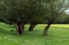liniepadabcoude_016_small.jpg