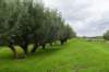 liniepadabcoude_017_small.jpg