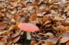 meijendel_007_small.jpg