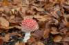 meijendel_008_small.jpg