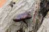 meijendel_025_small.jpg
