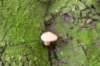 meijendel_039_small.jpg