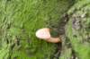 meijendel_040_small.jpg