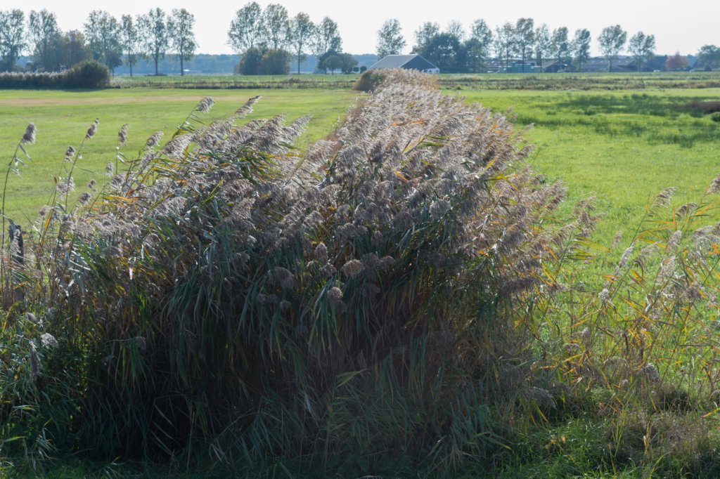 moerputten_036.jpg