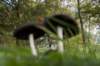 moerputten_056_small.jpg