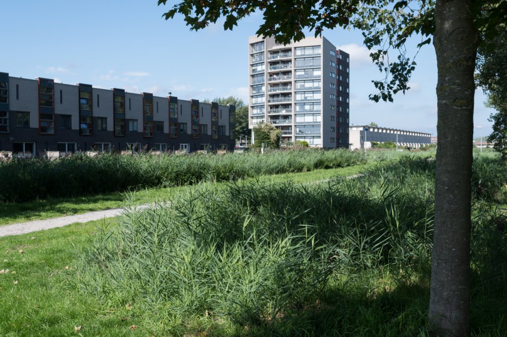 nieuwewildernis_001.jpg