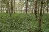 nieuwewildernis_014_small.jpg