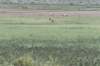 nieuwewildernis_021_small.jpg