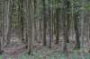 nieuwewildernis_022_small.jpg