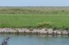 nieuwewildernis_028_small.jpg