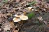 castricum2_003_small.jpg