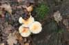 castricum2_004_small.jpg