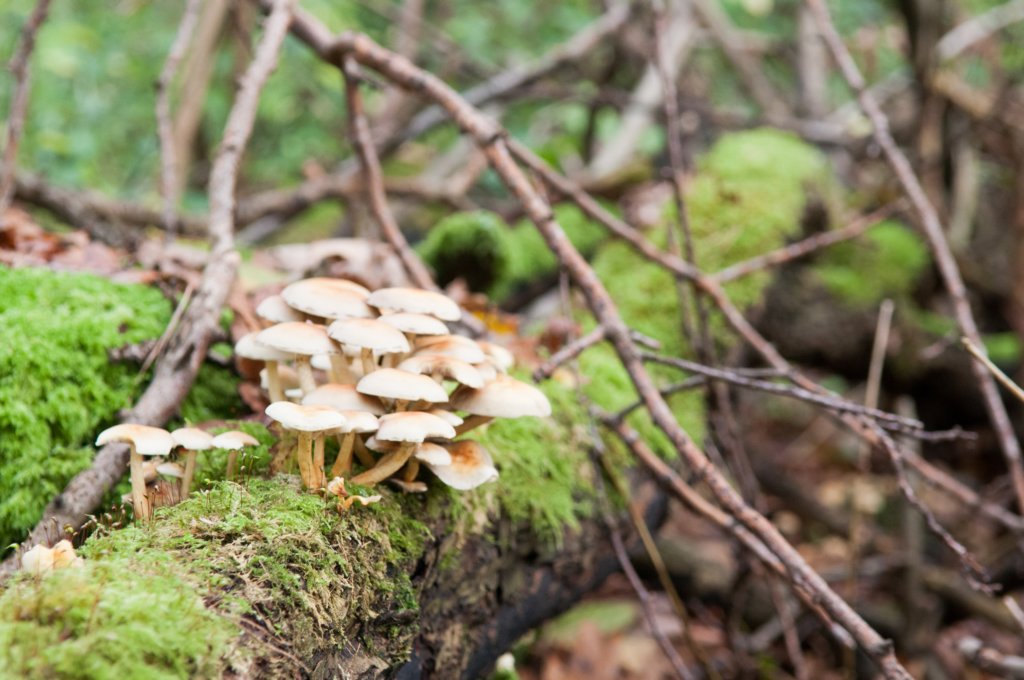 castricum2_009.jpg