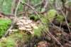 castricum2_009_small.jpg
