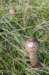 castricum2_018_small.jpg