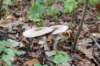 castricum2_025_small.jpg