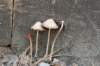 castricum2_026_small.jpg