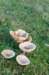 castricum2_030_small.jpg