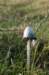 castricum2_032_small.jpg