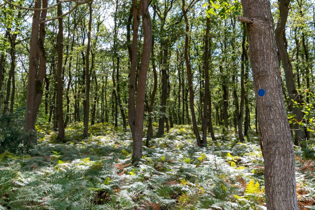 normandi2021_031.jpg