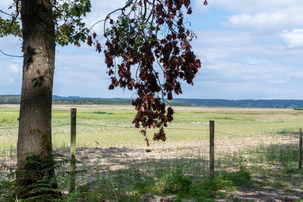 normandi2021_033.jpg