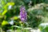 normandi2021_051_small.jpg
