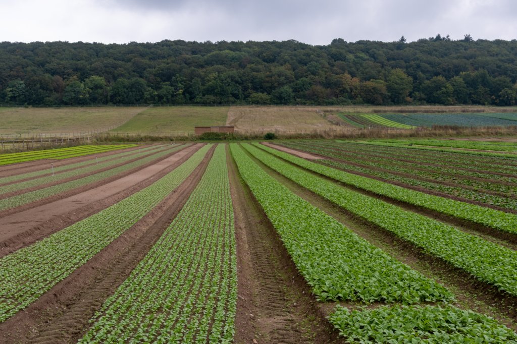normandi2021_206.jpg