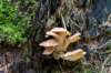 ommen_006_small.jpg