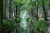 ommen_011_small.jpg