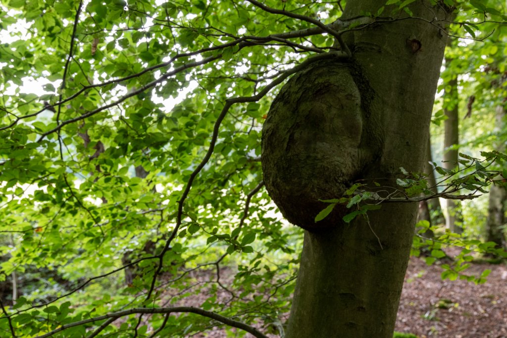 ommen_012.jpg