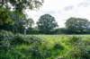 ommen_028_small.jpg