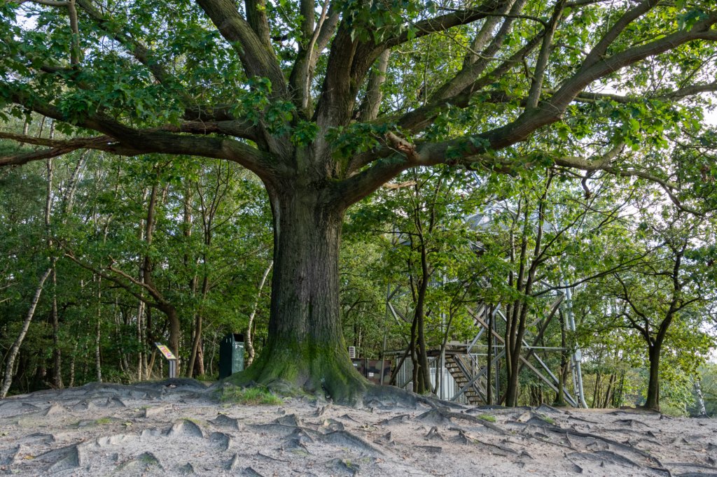 ommen_040.jpg