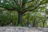 ommen_040_small.jpg