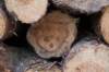plankenwarmbuis_011_small.jpg