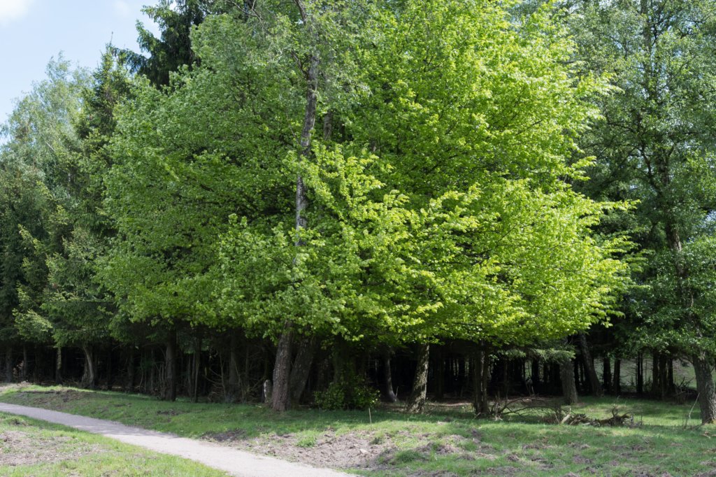 plankenwarmbuis_022.jpg