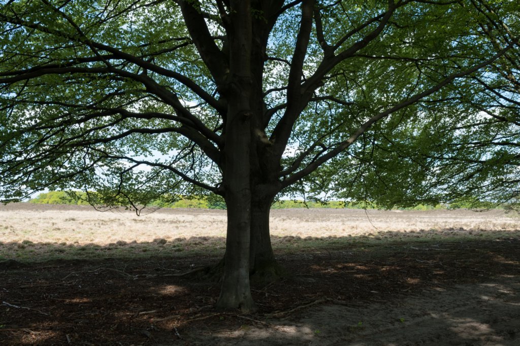 plankenwarmbuis_051.jpg