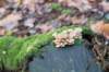rhenen_006_small.jpg