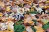 rhenen_017_small.jpg
