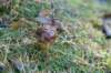 rhenen_023_small.jpg