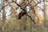 rhenen_025_small.jpg