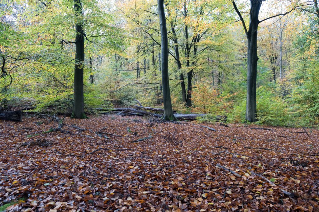 rhenen_027.jpg