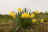lunetten_013_small.jpg