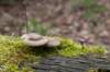 lunetten_020_small.jpg