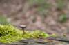lunetten_021_small.jpg