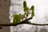 lunetten_024_small.jpg
