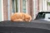 lunetten_044_small.jpg