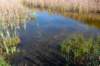gagelbos_002_small.jpg