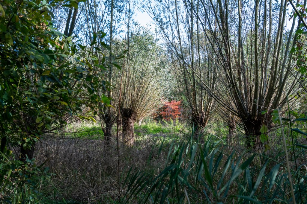 gagelbos_017.jpg