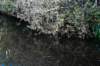 gagelbos_020_small.jpg