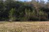 gagelbos_035_small.jpg